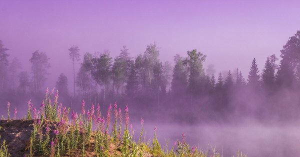 Утренний туман в лесу