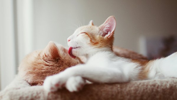Нежные кошки