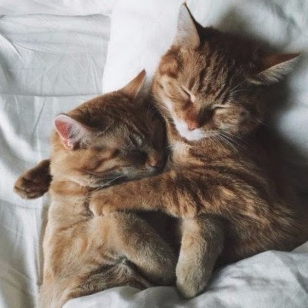 Кошки обнимаются