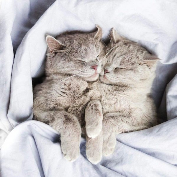 Котенок. Спокойной ночи!