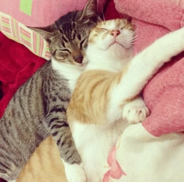 Коты в обнимку