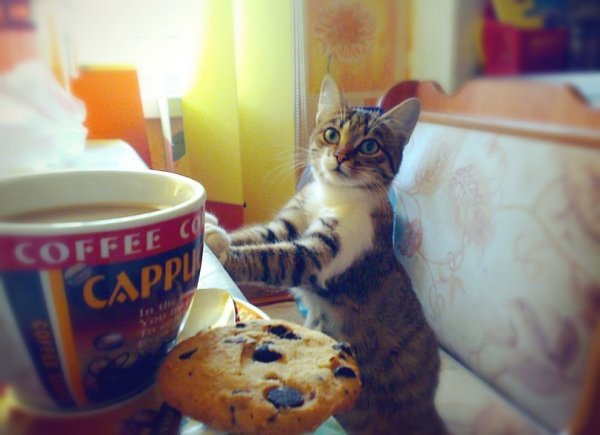 Утро кофе кот прикол