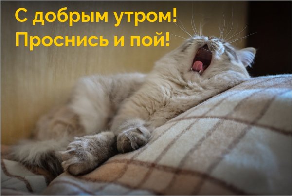 Проснулись доброе утро