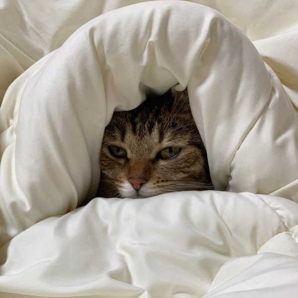 Кошечка проснулась