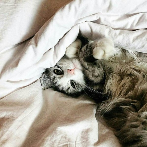 Кошка проснулась