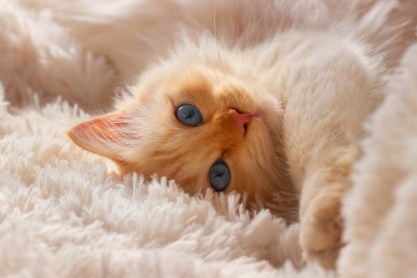 Милая кошка