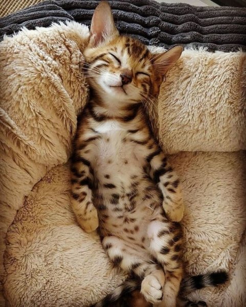 Доброе утро котенок