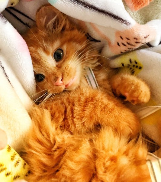 Милые рыжие котики