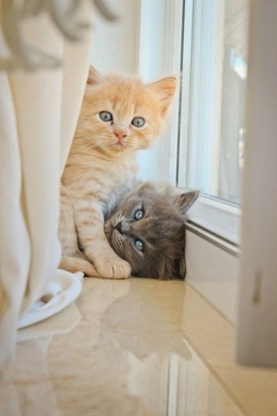 Утренние котята