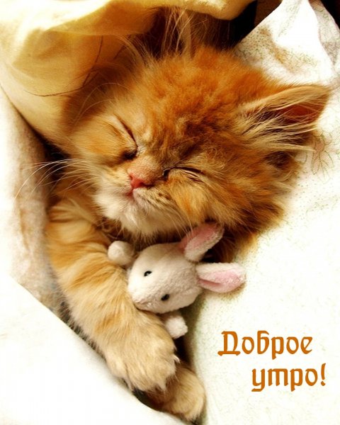 Сонный котенок