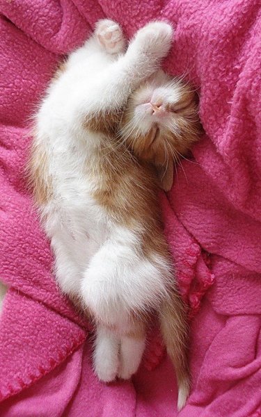Спящие котята