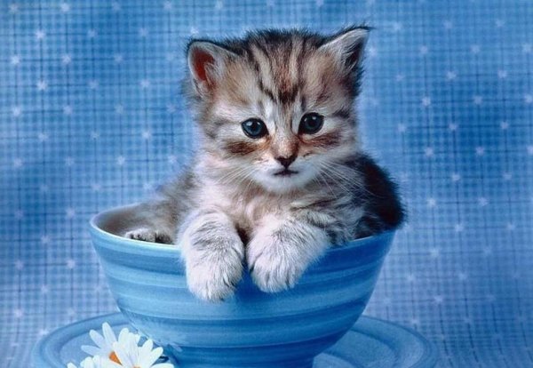 Котенок в чашечке