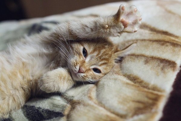 Котенок потягивается