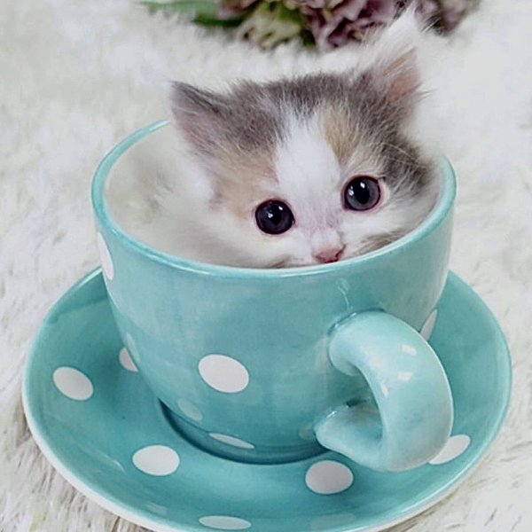 Милые котята в чашке