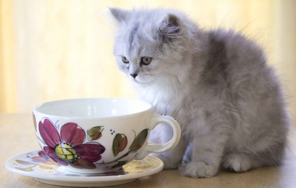 Котенок и чай
