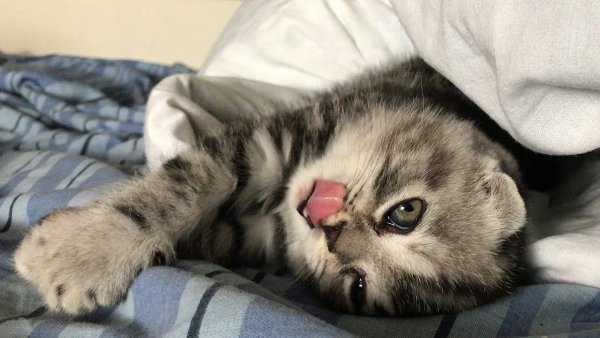 Котенок проснулся