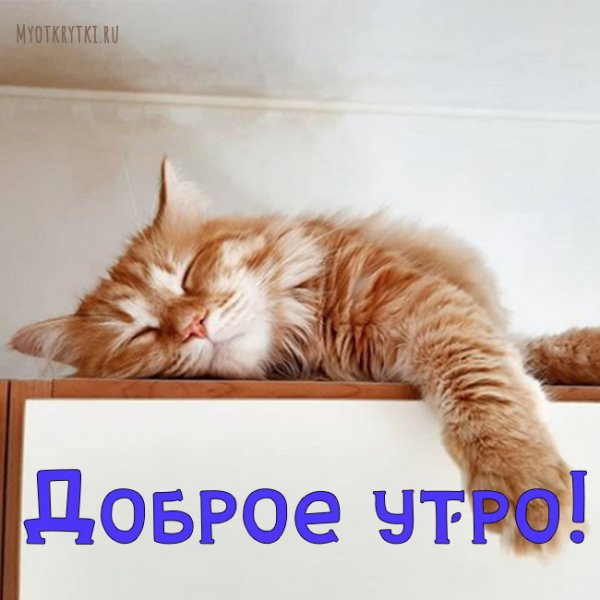 Доброе утро кот