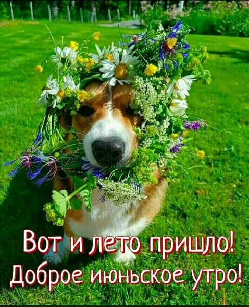 Корги с венком