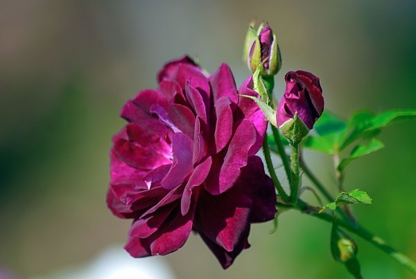 Пожелание помощи Божией в делах