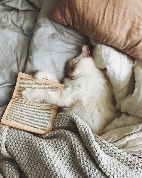 Коты на кровати