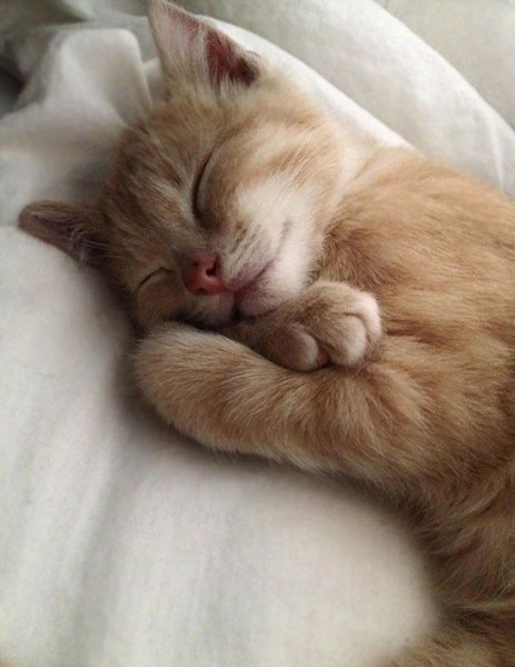 Спящий котэ