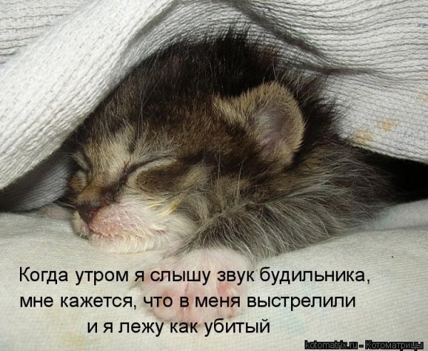 Просыпайся котик с надписью