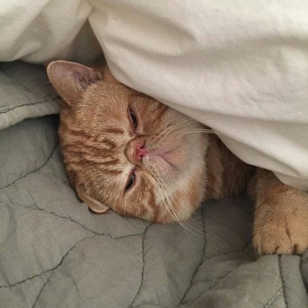 Кошка проснулась