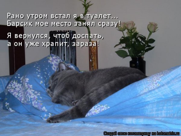 Кот просыпается рано утром