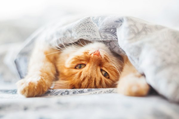 Кошка под одеялом