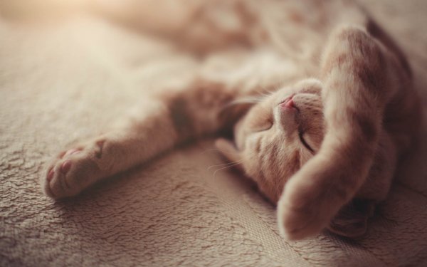 Котик проснулся