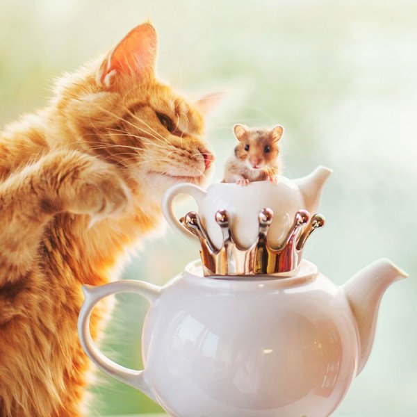 Доброе утро котик