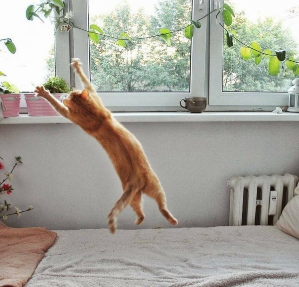 Доброе утро смешной кот