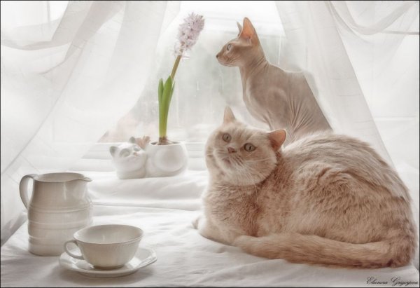 Утренний кот