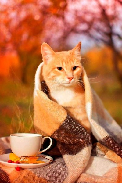 Осень уют кот