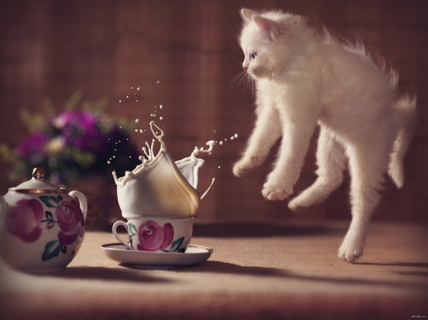 Утренний чай с животными
