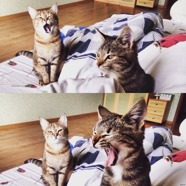 Утренние коты