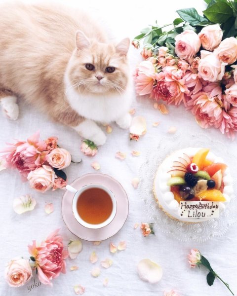 Доброе утро котенок