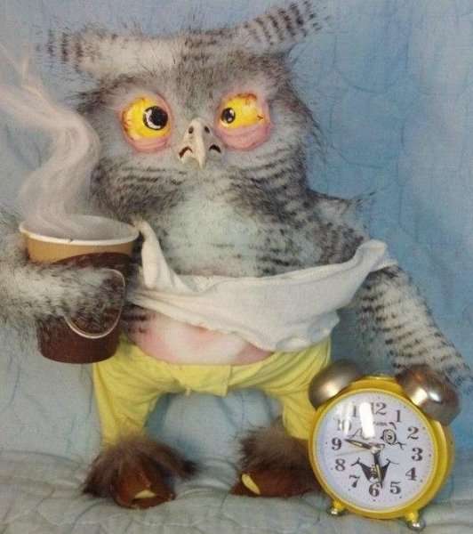 Сова с утра