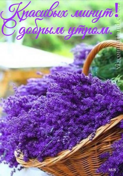 Лаванда цветок