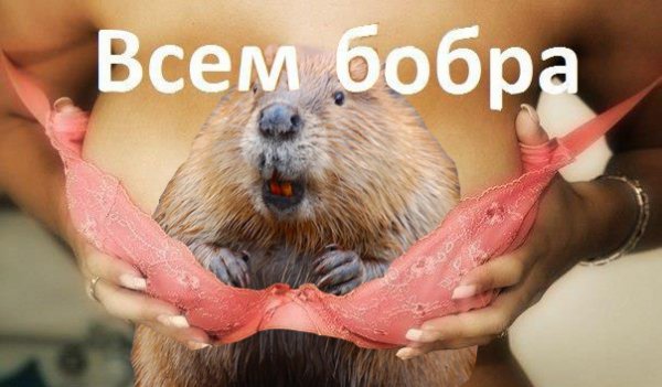 Доброго бобра