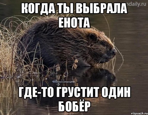 Бобры Мем