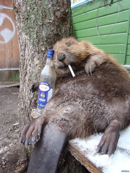 Бобер смешной