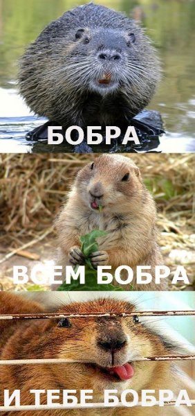 Всем бобра