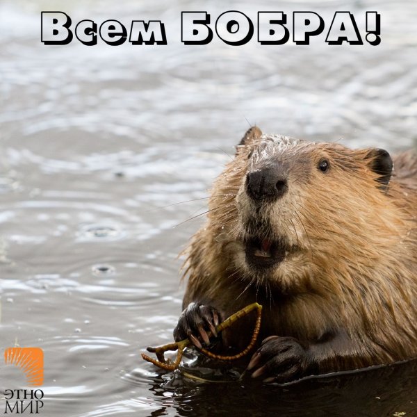 Всем бобра