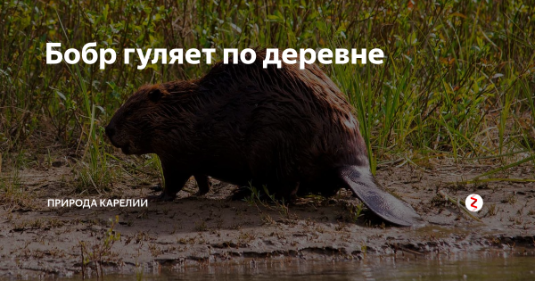 Бобр гуляет