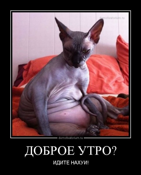 С добрым утром сфинкс