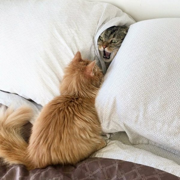 Котики с утра проснулись