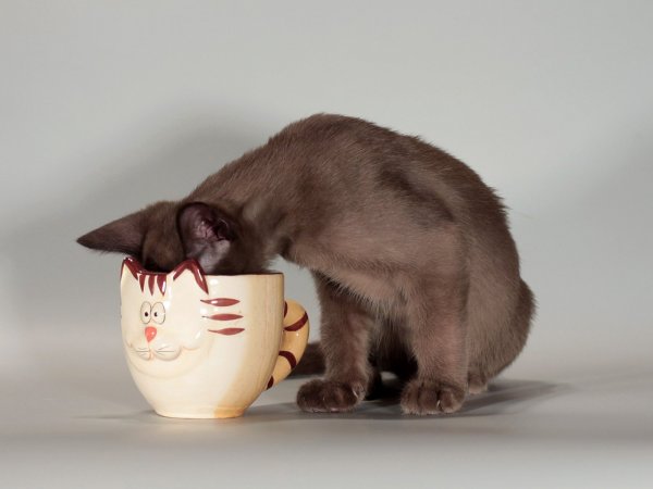 Кот пьет из кружки