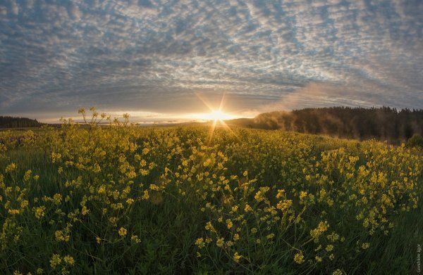 Июнь природа