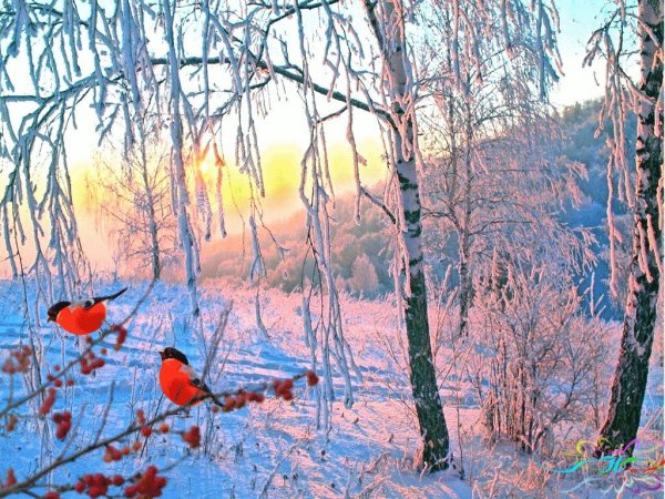 Февральское утро